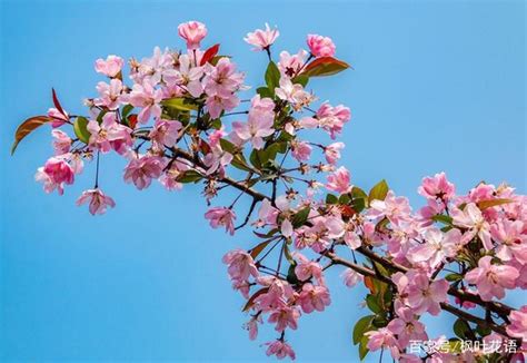 海棠花 象徵|海棠花的花语和寓意（探寻海棠花的神秘符号之美）